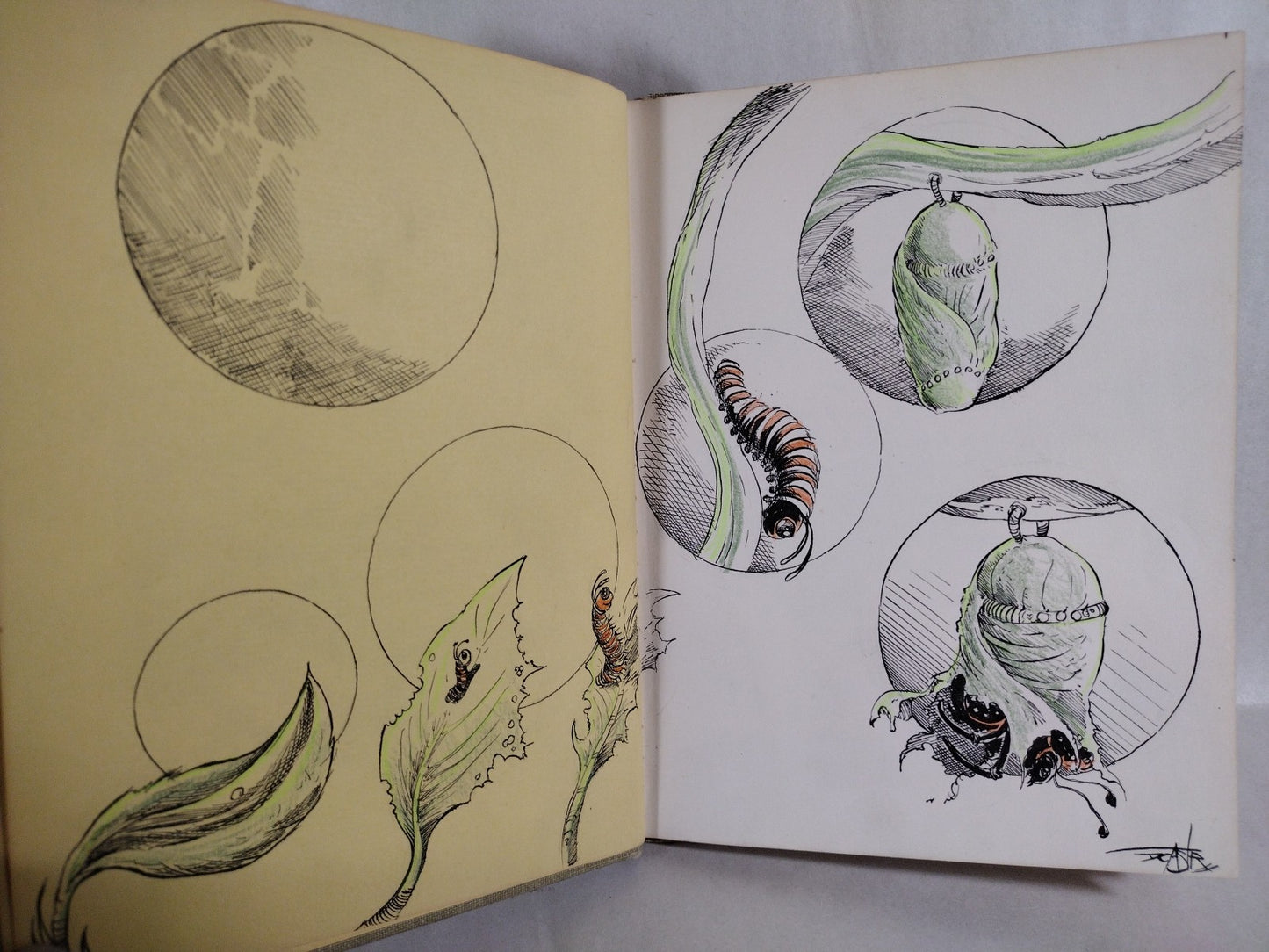 Monarch Butterfly 1960 Discarded Library Book W Original Dave Castr Color Art