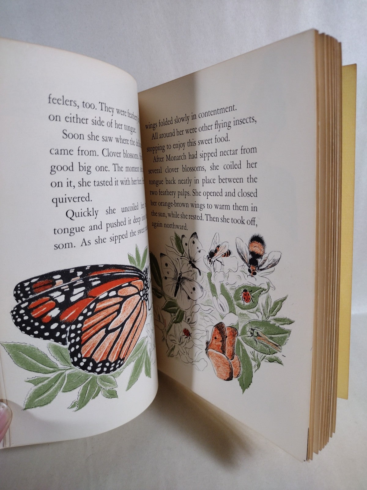 Monarch Butterfly 1960 Discarded Library Book W Original Dave Castr Color Art