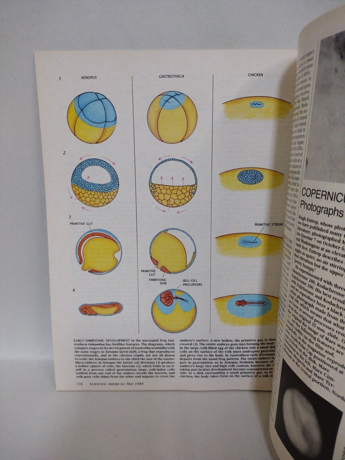 Scientific American #5 (May 1989) Curtains Of Auroral Lights VG